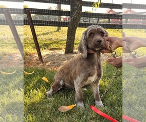 Mother of the Cockapoo puppies born on 07/19/2025