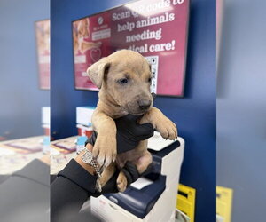 Labrador Retriever-Unknown Mix Dogs for adoption in Pasadena, TX, USA
