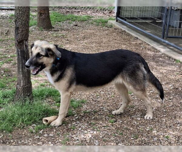 Medium Photo #5 German Shepherd Dog-Unknown Mix Puppy For Sale in Mountain View, AR, USA