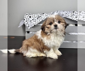 Shih Tzu Puppy for sale in INDIANAPOLIS, IN, USA