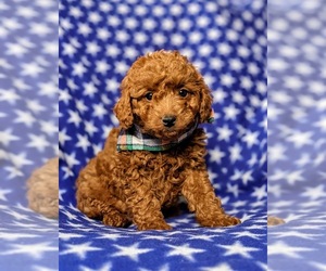 Goldendoodle (Miniature) Puppy for sale in OXFORD, PA, USA