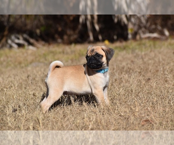 Medium Photo #5 Pug Puppy For Sale in PALM COAST, FL, USA