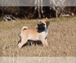 Small #4 Pug