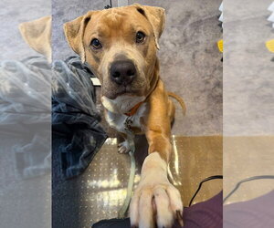 Tiny - Male Mutt Dog for Adoption - Photo #3