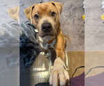 Small Photo #3 Mutt Puppy For Sale in Springdale, PA, USA