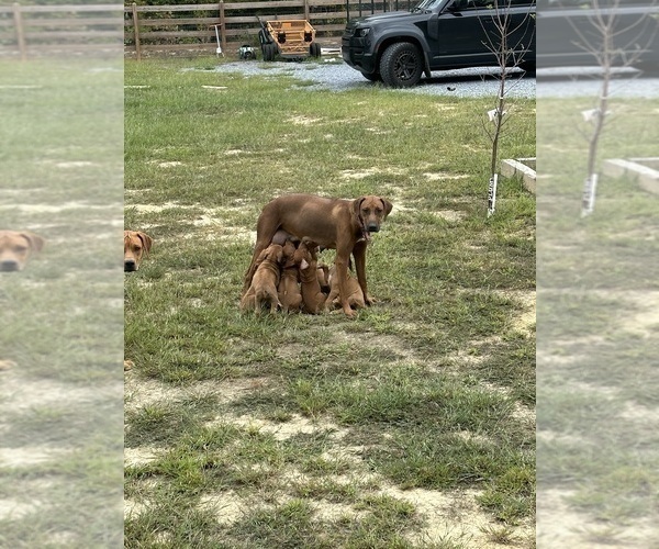 Medium Photo #7 Rhodesian Ridgeback Puppy For Sale in ROME, GA, USA