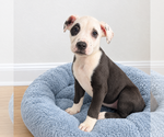 Small American Pit Bull Terrier