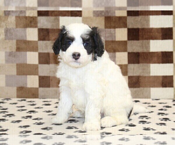 Medium Photo #4 Bernedoodle (Miniature) Puppy For Sale in DENVER, PA, USA