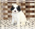 Small Photo #4 Bernedoodle (Miniature) Puppy For Sale in DENVER, PA, USA