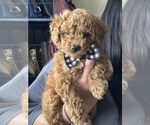 Small Photo #7 Poodle (Toy) Puppy For Sale in NORTH HILLS, CA, USA
