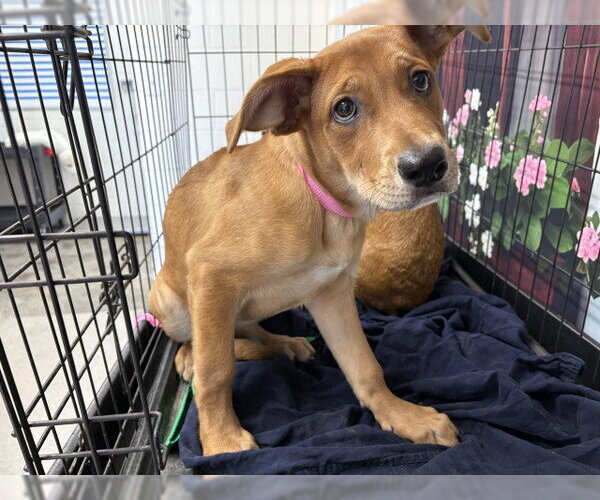 Medium Photo #1 German Shepherd Dog Puppy For Sale in San Bernardino, CA, USA