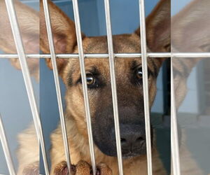 German Shepherd Dog Dogs for adoption in Pasadena, CA, USA