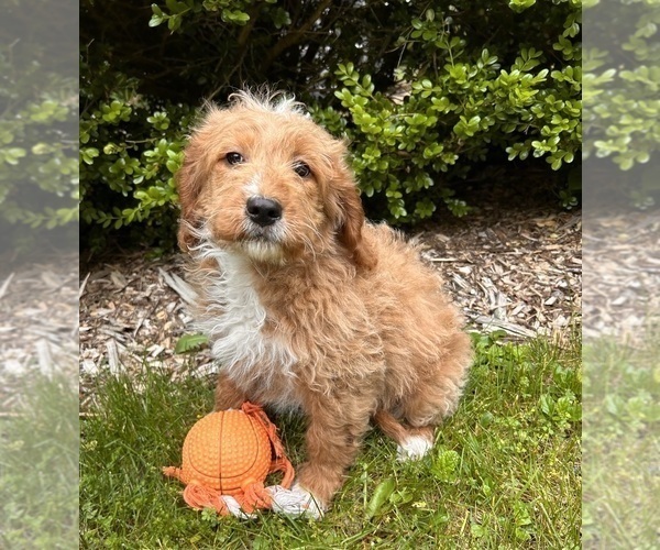 Medium Photo #3 Goldendoodle (Miniature) Puppy For Sale in MIDDLEBURY, IN, USA