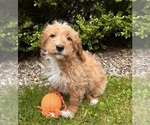 Small #2 Goldendoodle (Miniature)