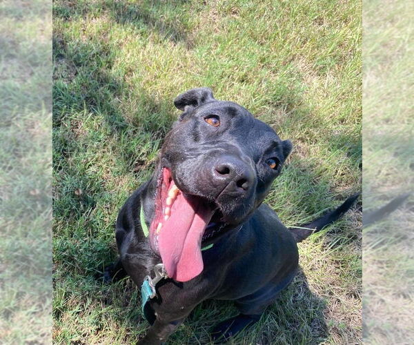 Medium Photo #3 Mutt Puppy For Sale in San Leon, TX, USA