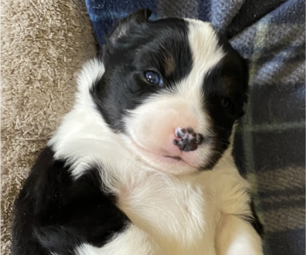 Medium Photo #12 Miniature American Shepherd Puppy For Sale in PLACERVILLE, CA, USA