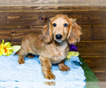 Small #8 Dachshund