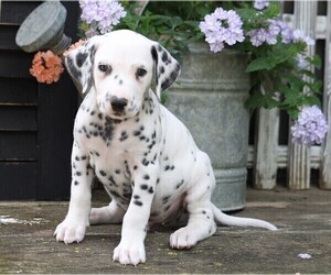 Dalmatian Puppy for sale in FREDERICKSBG, OH, USA