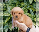 Small #2 Golden Retriever