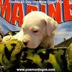 Small Photo #274 Dogo Argentino Puppy For Sale in PINEVILLE, MO, USA