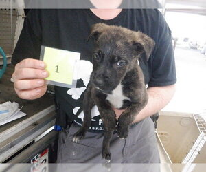 Mutt Dogs for adoption in Oroville, CA, USA