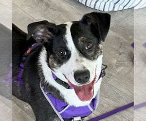 Mountain Cur-Unknown Mix Dogs for adoption in Mundelein, IL, USA
