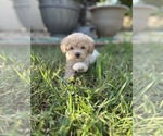 Small Photo #64 Bichpoo Puppy For Sale in NORTH PORT, FL, USA