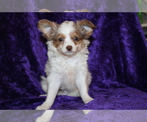 Chihuahua Puppy for sale in BEDFORD, IN, USA