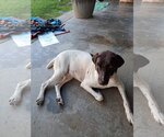 Small Photo #1 German Shorthaired Pointer Puppy For Sale in Corona, CA, USA