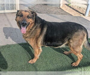German Shepherd Dog-Unknown Mix Dogs for adoption in Corona, CA, USA