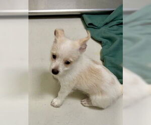 Chihuahua Dogs for adoption in Pampa, TX, USA