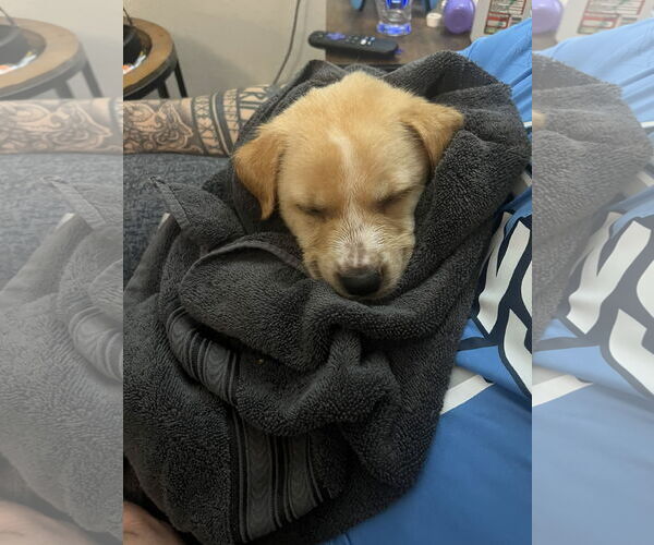 Medium Photo #4 Australian Shepherd-Unknown Mix Puppy For Sale in Valrico, FL, USA