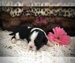 Small Photo #5 Cavalier King Charles Spaniel Puppy For Sale in CLARE, MI, USA