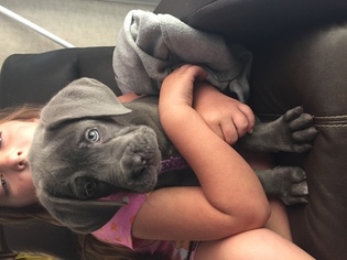 Cane Corso Puppy for sale in MOUNT HOLLY, NJ, USA