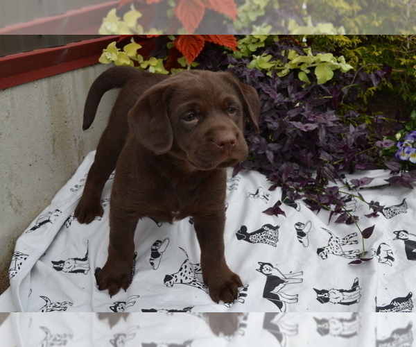 Medium Photo #26 Labrador Retriever Puppy For Sale in GREENWOOD, WI, USA