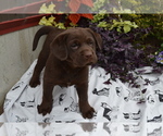 Puppy Londa Labrador Retriever