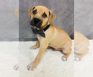 Mastiff-Unknown Mix Dogs for adoption in Woodbury, NY, USA
