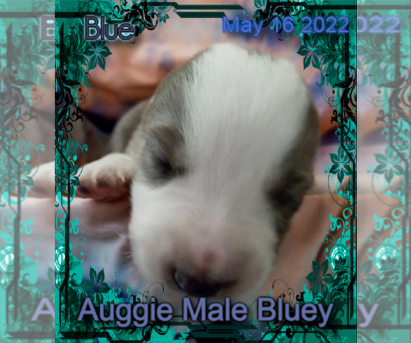Medium Photo #11 Australian Shepherd-Pembroke Welsh Corgi Mix Puppy For Sale in GALLEGOS, NM, USA