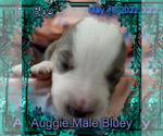 Small Photo #11 Australian Shepherd-Pembroke Welsh Corgi Mix Puppy For Sale in GALLEGOS, NM, USA