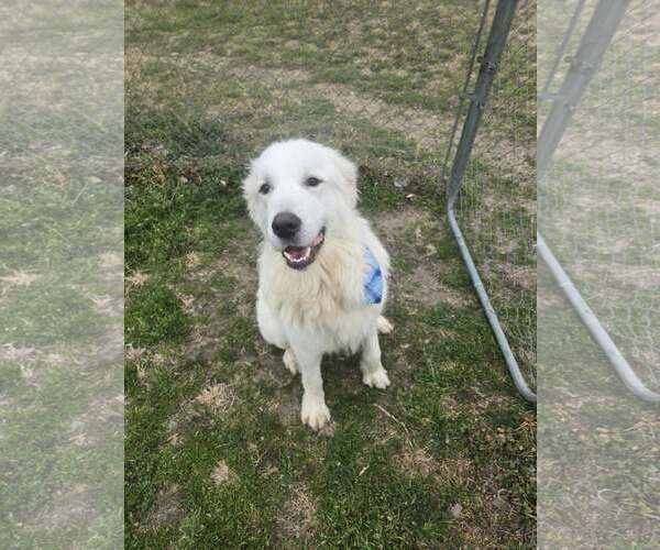 Medium Photo #8 Great Pyrenees Puppy For Sale in Spring, TX, USA