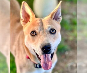Nessi - Female Mutt Dog for Adoption - Photo #24