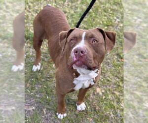 American Bulldog Dogs for adoption in Fort Lauderdale, FL, USA