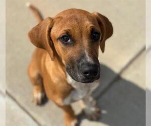 Medium English Coonhound