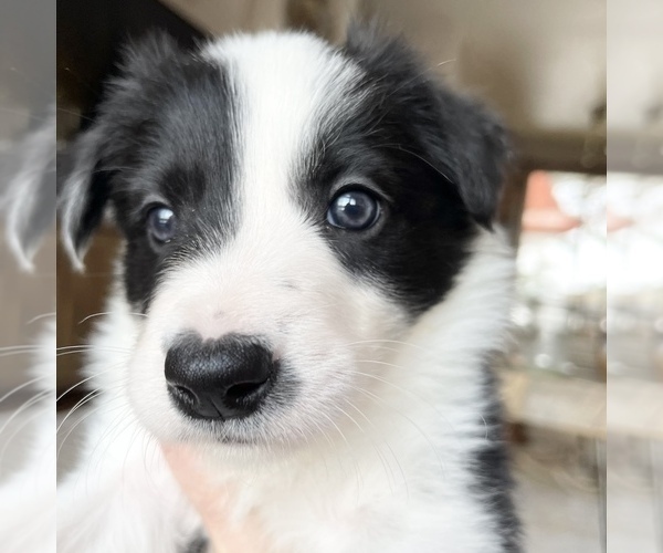 Medium Photo #1 Border Collie Puppy For Sale in HOOD RIVER, OR, USA