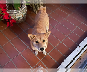 COURTESY POST: Ikigai - Female Shiba Inu Dog for Adoption - Photo #2