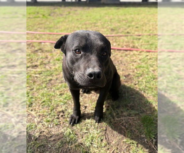 Medium Photo #3 Mutt Puppy For Sale in Riverside, CA, USA