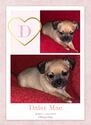 Small Photo #3 ShiChi Puppy For Sale in YOUNGSVILLE, NC, USA