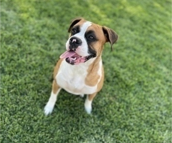 Medium Photo #1 Boxer Puppy For Sale in AZUSA, CA, USA