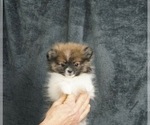Puppy 3 Pomeranian