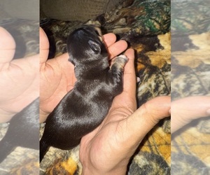 Chihuahua Puppy for sale in FAYETTEVILLE, NC, USA